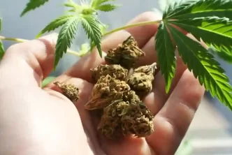 Online Weed Store